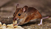 24 Hour & Emergency Exterminators in Commonwealth Edison, IL